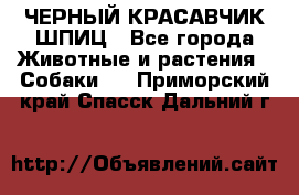 ЧЕРНЫЙ КРАСАВЧИК ШПИЦ - Все города Животные и растения » Собаки   . Приморский край,Спасск-Дальний г.